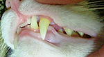 動物の歯牙