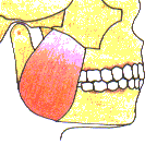 咀嚼時の顎関節